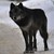 :iconmandysawolf: