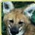 :iconmanedwolfplz:
