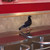 :iconmangafan051: