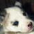 :iconmangafan715: