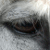 :iconmangalarga: