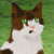 :iconmangalvr9: