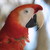 :iconmango2kw: