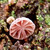 MangoFruits :iconmangofruits: