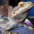 :iconmaniacanimallover: