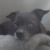:iconmaniacofpokemon: