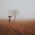 :iconmano-svanidze: