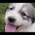 :iconmanondu05: