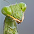 :iconmantis17: