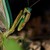 Mantis26 :iconmantis26: