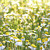 :iconmanythedreams: