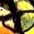 :iconmanzana888: