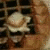 :iconmaows: