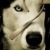 :iconmapaxito-wolf: