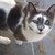 :iconmapelstar223: