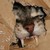 :iconmapfox333: