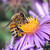:iconmaplebranch: