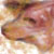 :iconmaplefoxx: