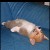 :iconMapleGrrl: