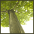 :iconmaplelstreet: