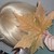 :iconmapleparadox: