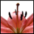 :iconMara-stock: