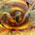 :iconmaramp: