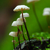 :iconmarasmius: