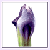 :iconmargotiris: