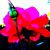 :iconmaria-fioni: