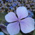 :iconmaribelle809:
