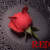 :iconmarica88:
