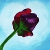 :iconmarigam: