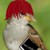 :iconmarikaton: