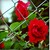 :iconmarinas-roses: