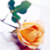 :iconmarinasavior-stock: