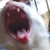 :iconmarinaum: