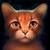 :iconmarinepelt13: