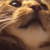 :iconmarinta: