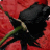 :iconmaris-kaiba: