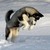 :iconmarjolein1995: