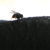 :iconmarkiel: