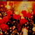:iconmarkovlajic: