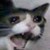 :iconmarlowolf: