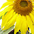 :iconmarmacnw: