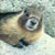:iconmarmot-friend: