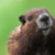 :iconmarmoti: