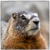 :iconmarmottin: