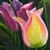 :iconmarni60: