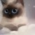 :iconmarshmallow998: